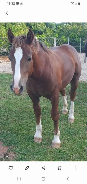 Potro Bretão! - Foto 3