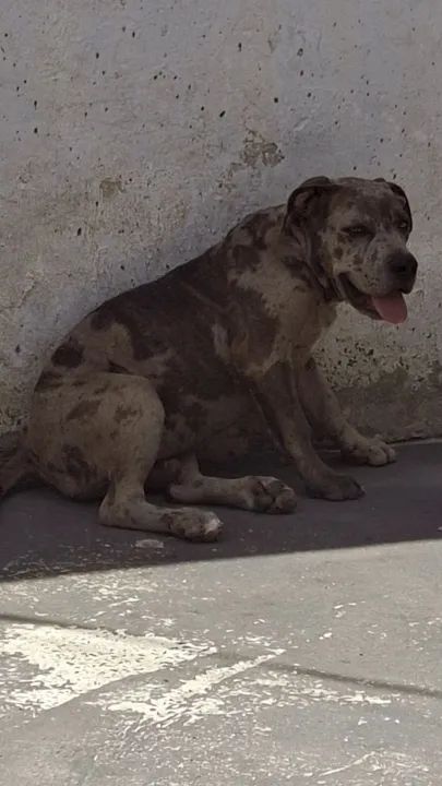 Filhote de pit monster  5 mês já vacinado com pedigree 