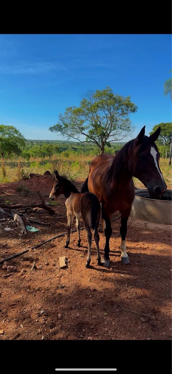 VENDO ÉGUA CRIOLA PARIDA E MULINHA FILHA DE JUMENTO PÊGA MARCHADOR REGISTRADO!!