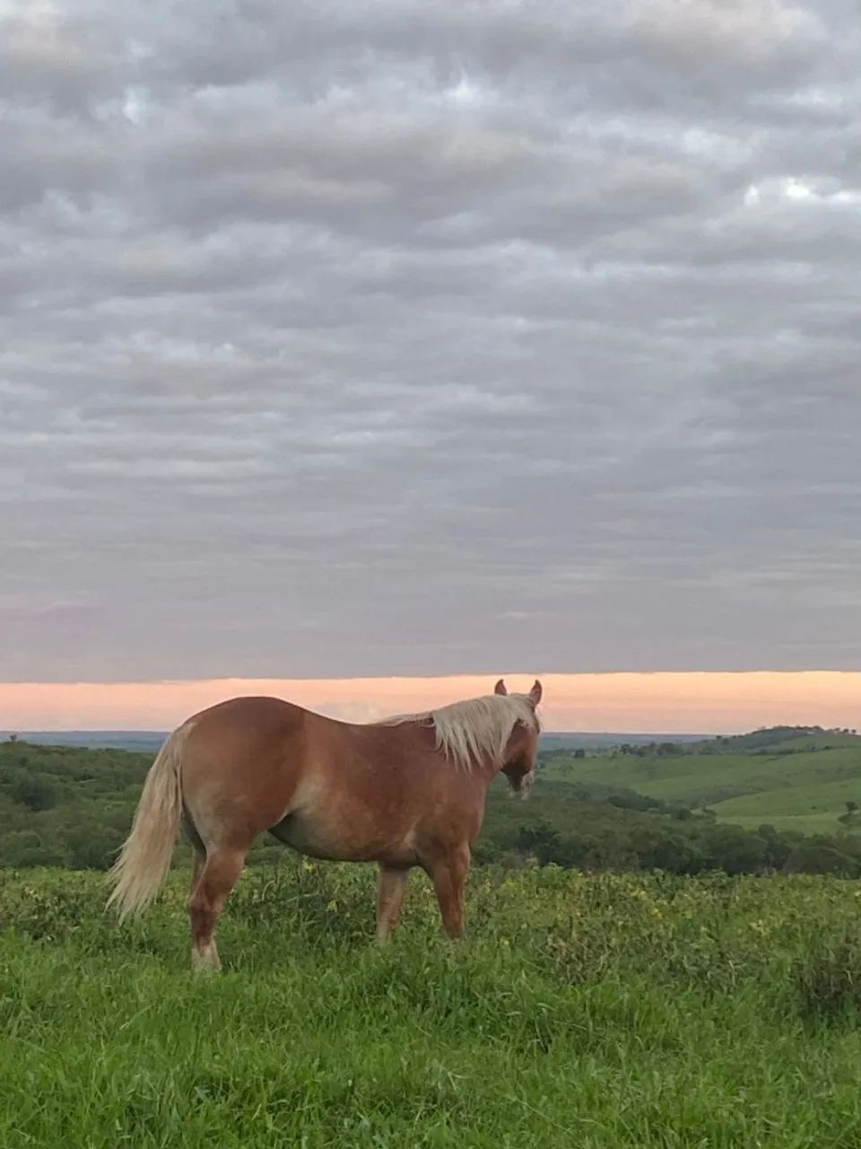 Égua de 3 anos - Foto 5