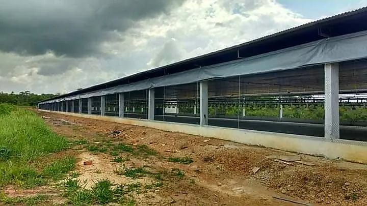 GALPÕES AVIÁRIO PRA 52 MIL AVES