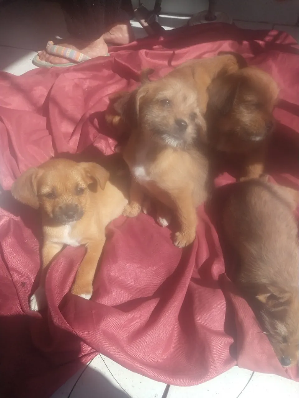 Cachorros