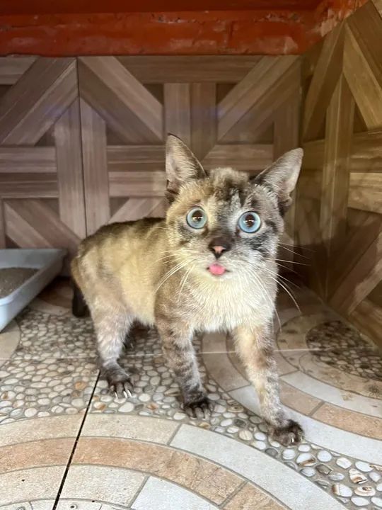 Gata com olhos azuis para adoção responsável 