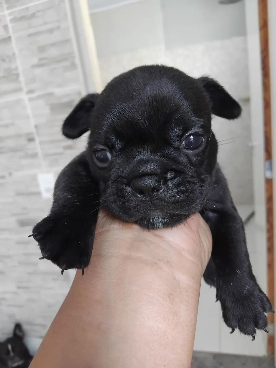 Filhote de Bulldog Francês