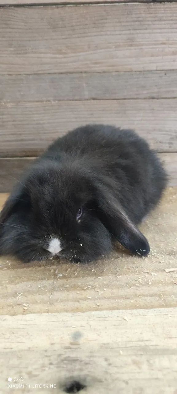 Lindos filhotes de coelhos  - Foto 2