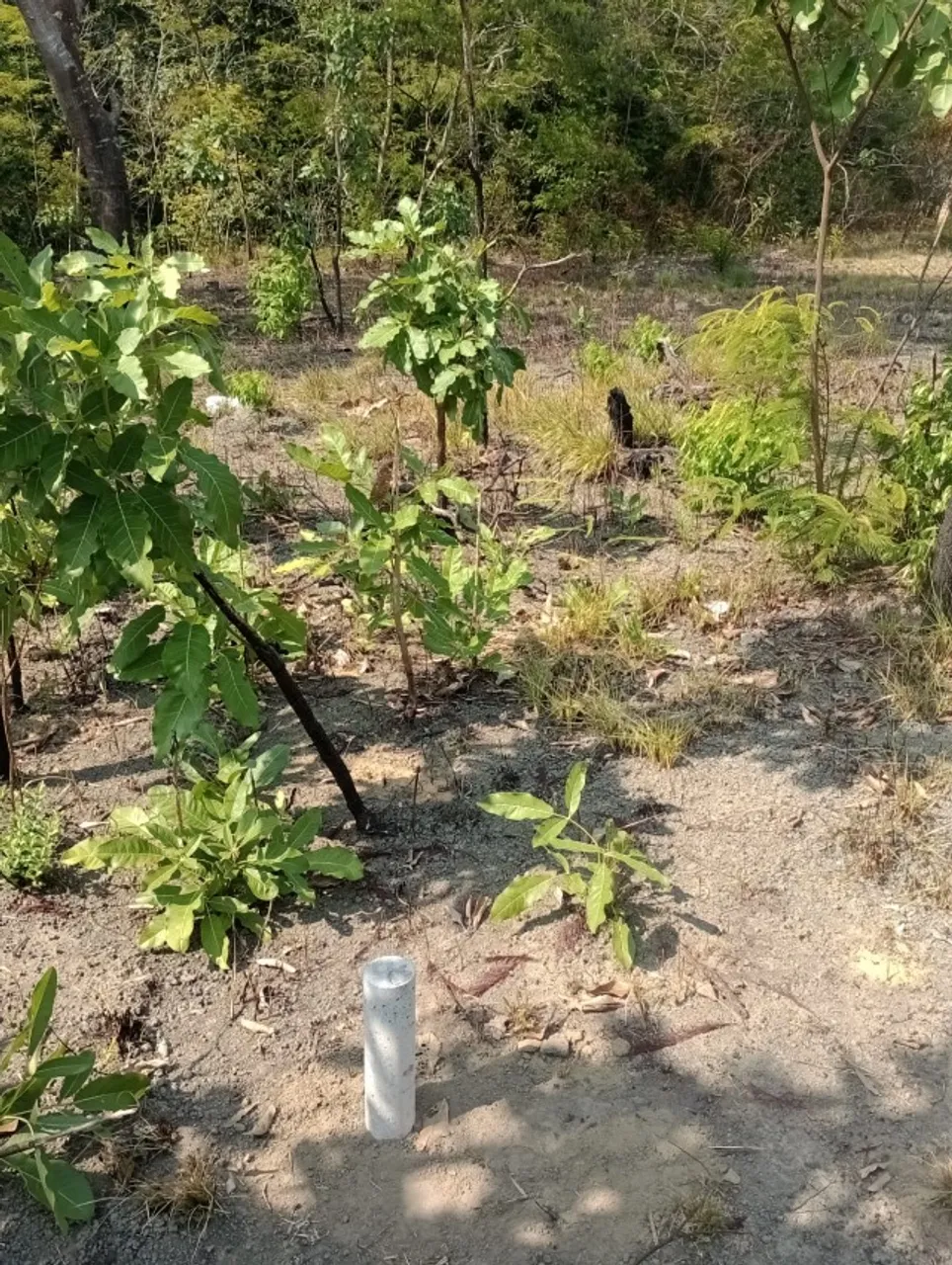 TERRENO À VENDA - CONJUNTO AGROVILA HORTIGRANJEIRA - FAZENDINHA -MACAPÁ/AP ?