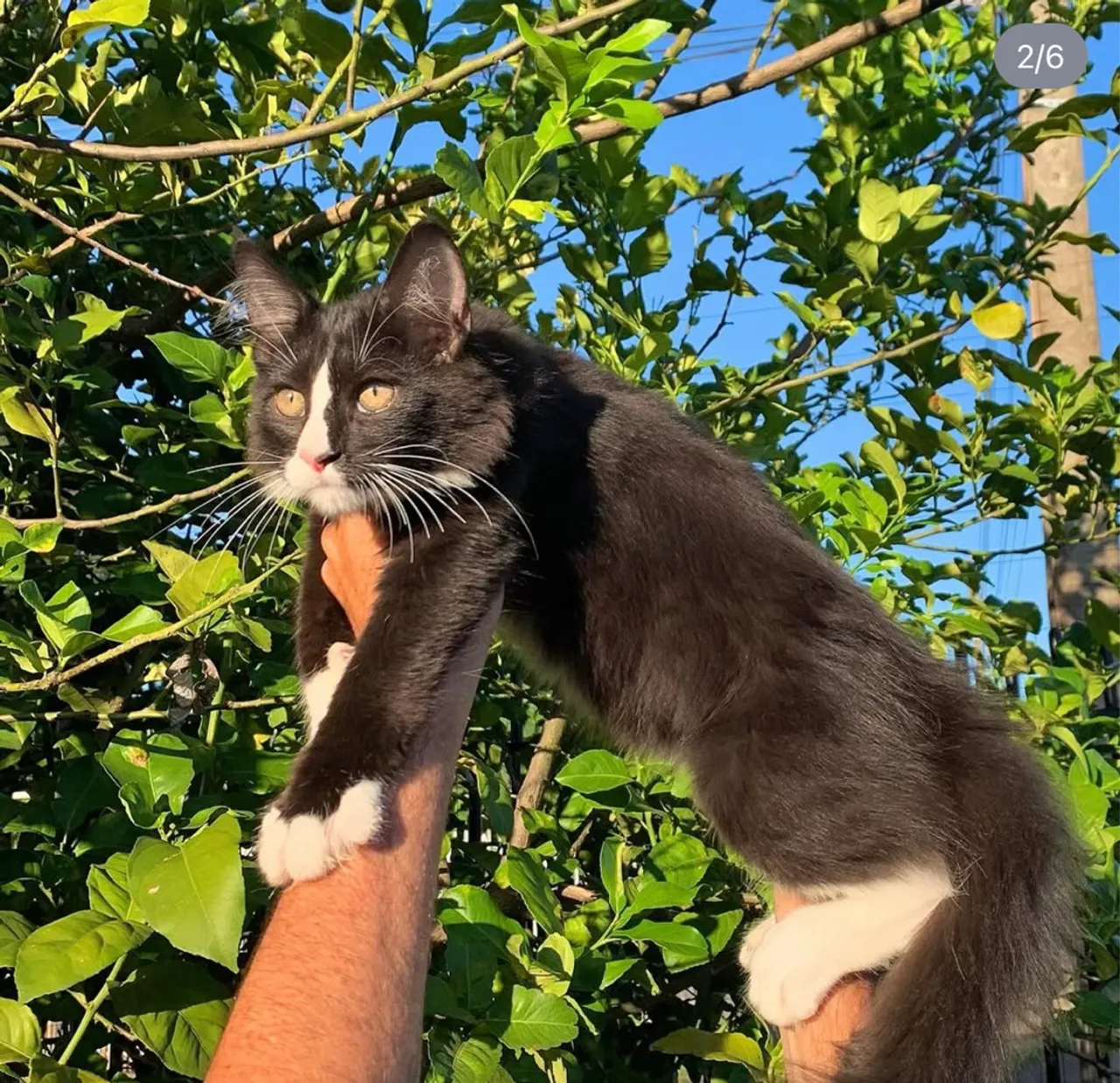 Maine Coon 
