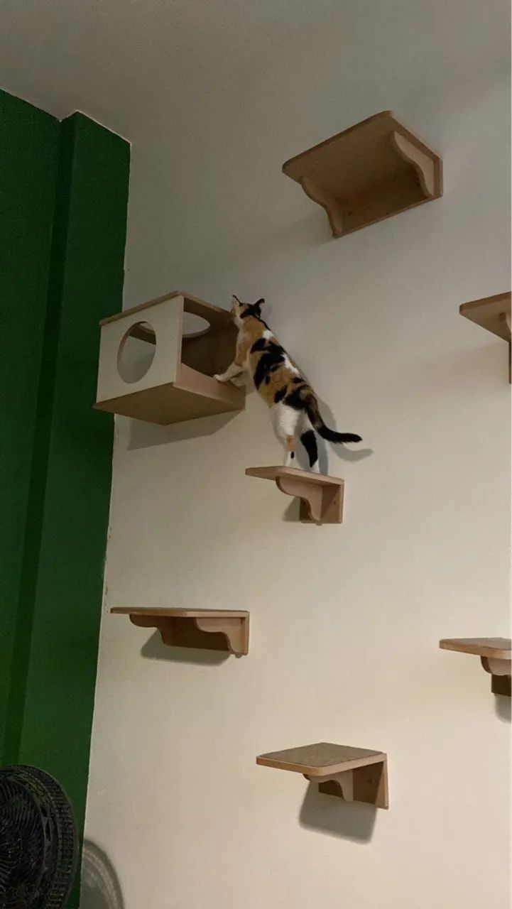 Kit de prateleiras para gatos playground gatificação 10 peças - Foto 4