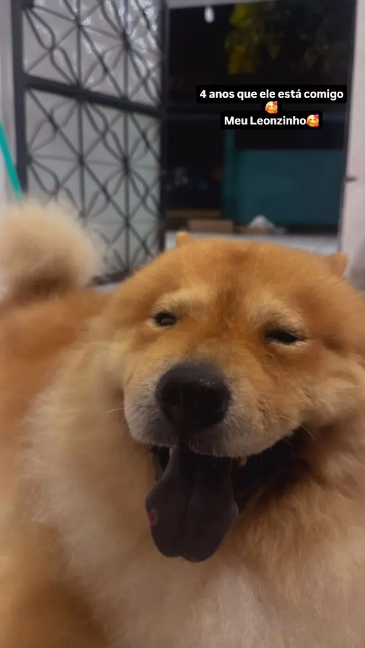 Procuro namorada para meu chow chow