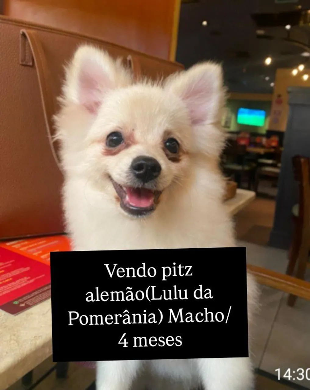 Spitz Alemão (Lulu da Pomerânia) Macho - 4 meses