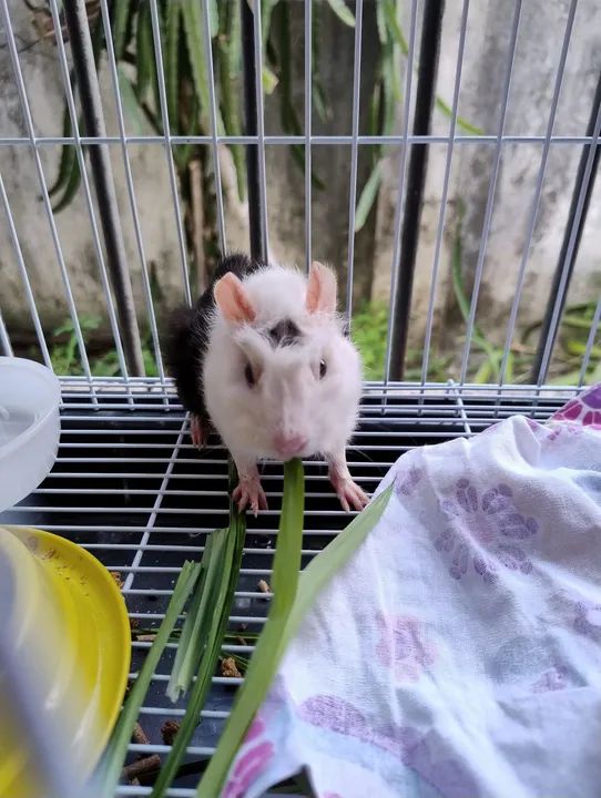 Vendo porquinho com gaiola junto  - Foto 2