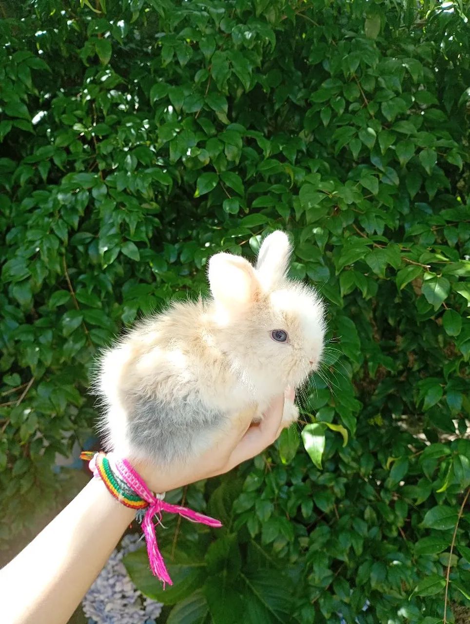 Filhotes fêmea de coelho mini lion