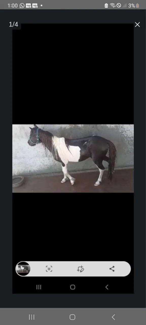 Vendo um.casal de poney e burro poney por um valor promocional 