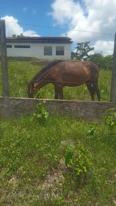 Vendo potra magalara  - Foto 2