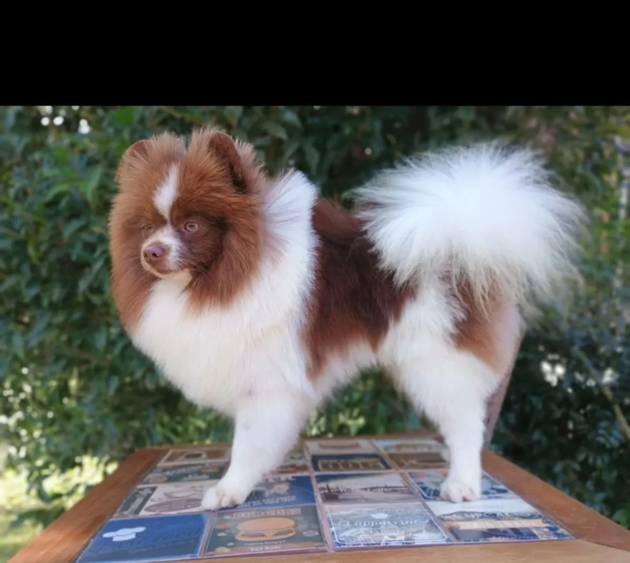 Lindo filhote de Pomerânia spitz alemão anão
