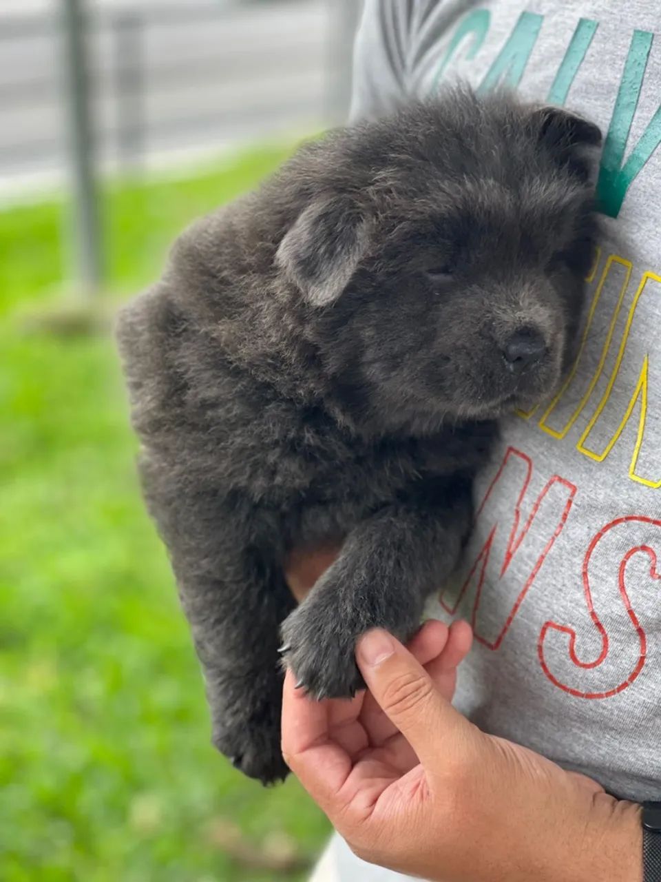 Filhote Chow-Chow - Foto 5
