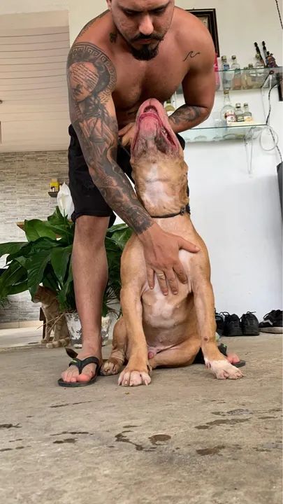 Filhote Pitbull - Foto 2