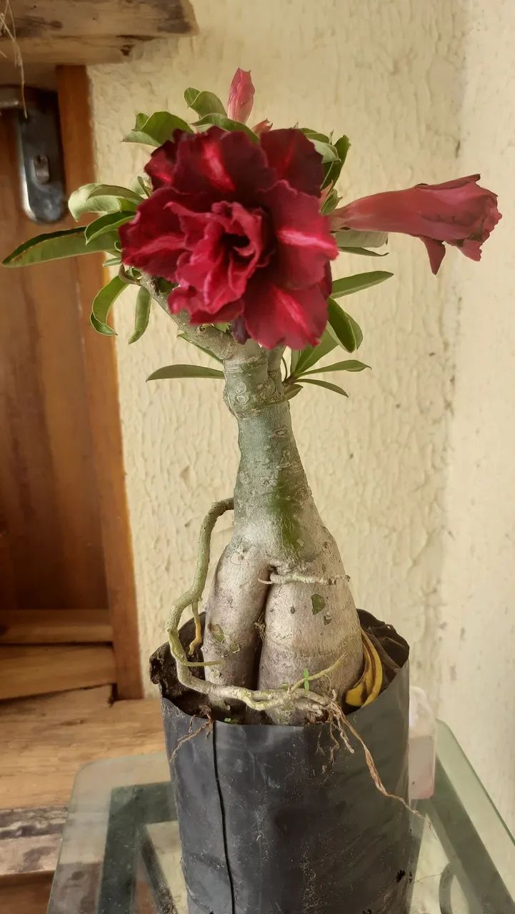 Adenium. Rosa do deserto. Plantas ornamentais, Árvores frutíferas, Enxertadas 