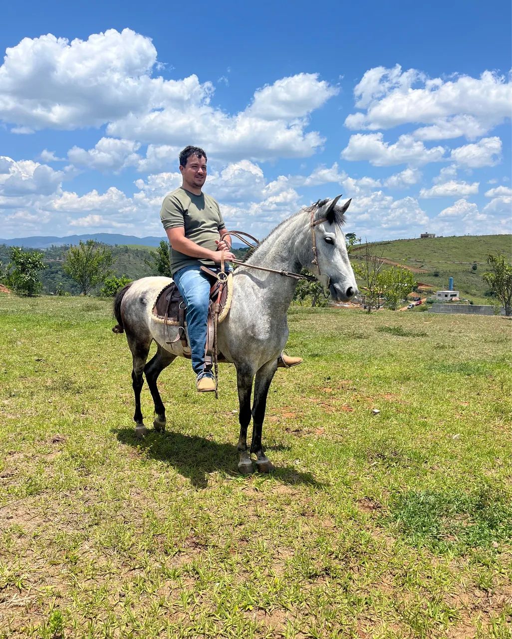 Cavalo mangalarga tordilho  - Foto 4