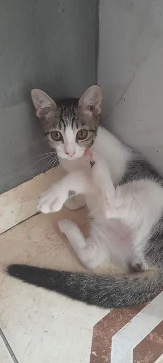 Gatinho para adoção