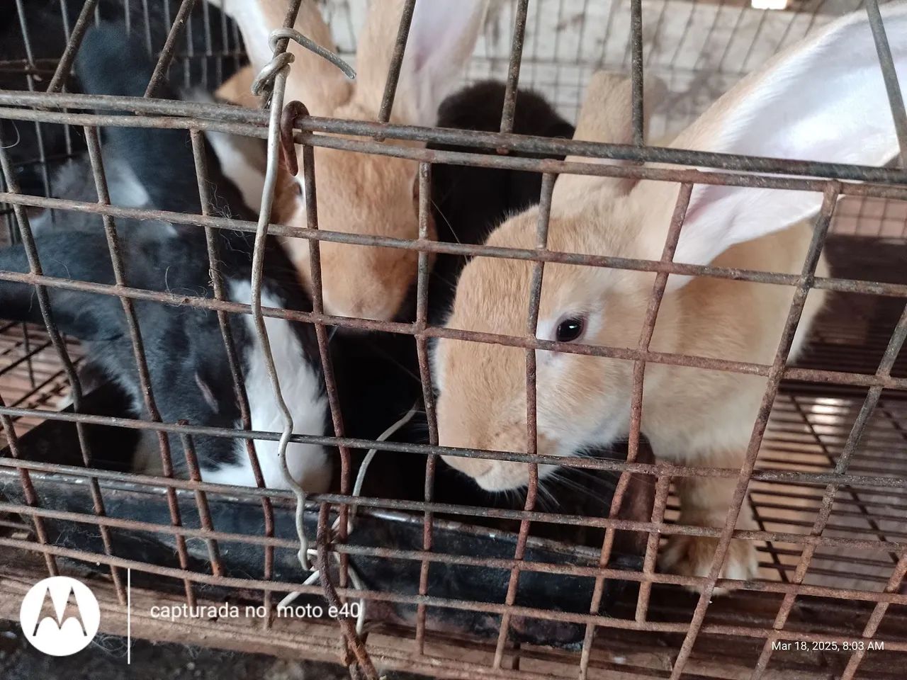 Vendo coelho gigante de Flandres e Mini fuzzy lup e Mini angorá 