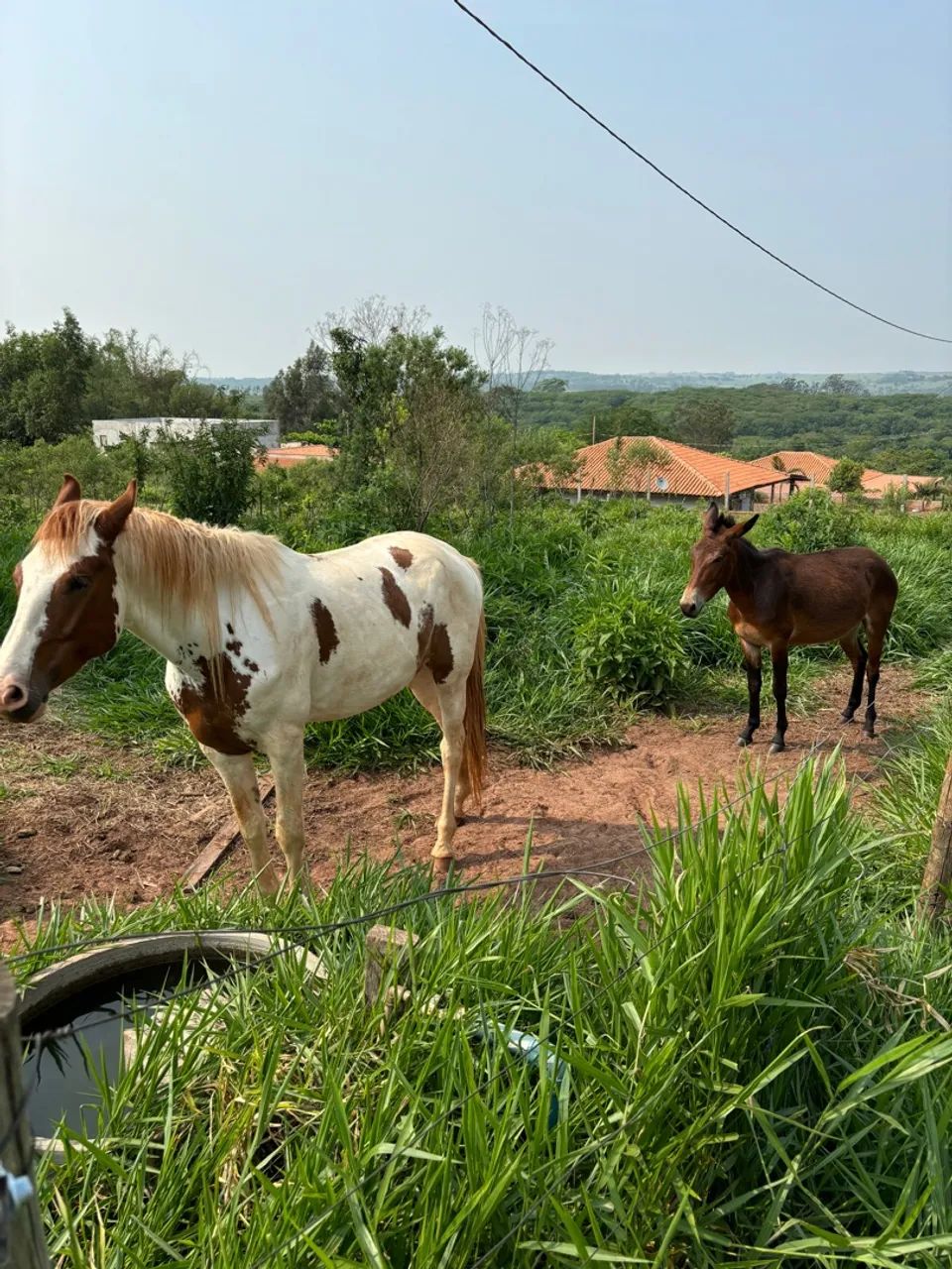 Cavalo Mangalarga Pampa 12x 749,00 - Foto 5