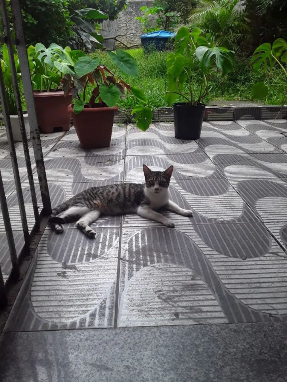 Gato disponível para adoção