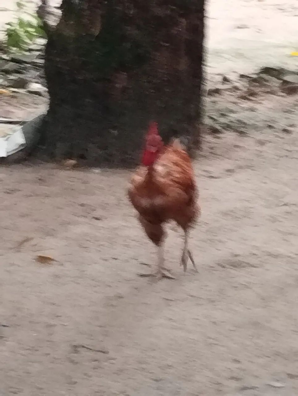 4 galos caipirão e 1 Brahma - Foto 3