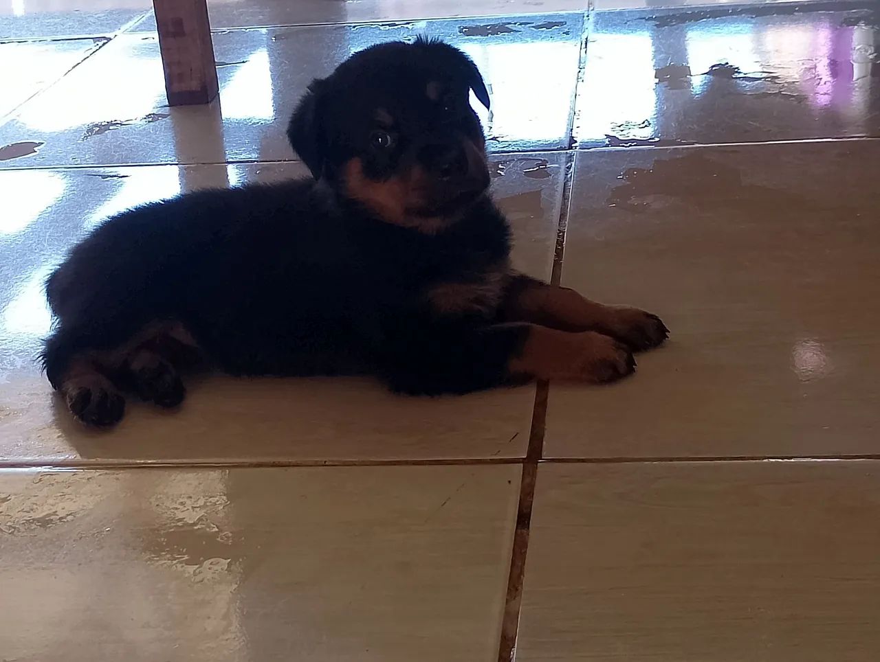 Filhotes de Rottweiler disponíveis para adoção! - Foto 2