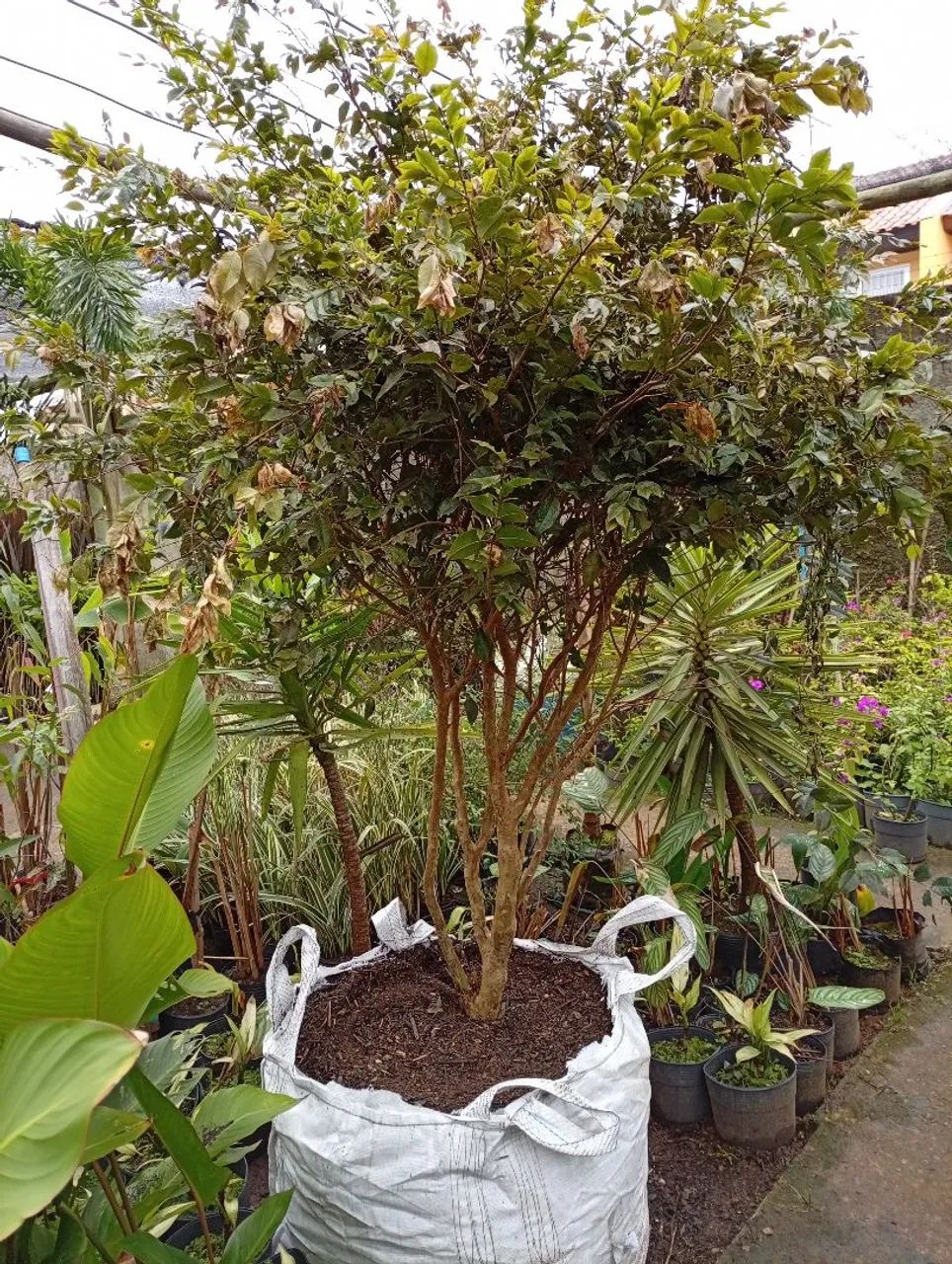 Jabuticaba híbrida  - Foto 3