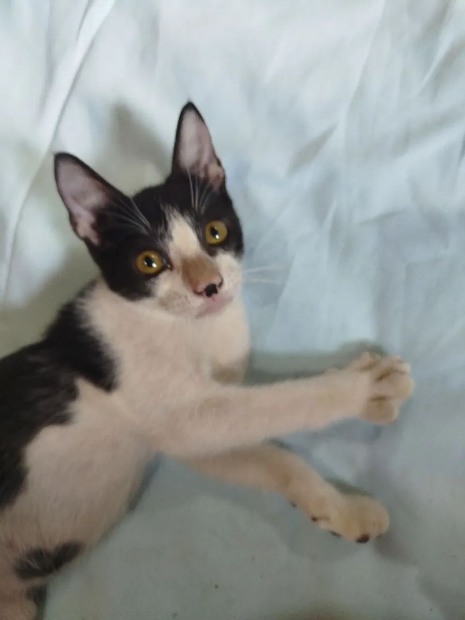 Olá, sou o Fred?, vc gostaria de me adotar nesse Natal?