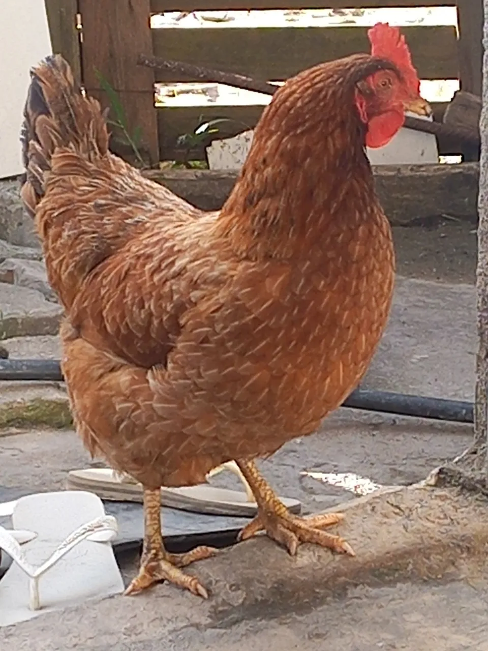 Galinha Caipira Marrom