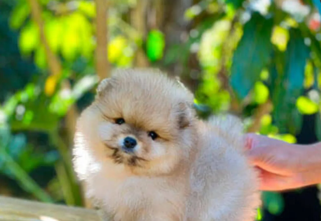 Filhote de Spitz Alemão - Fofura em 4 patas!