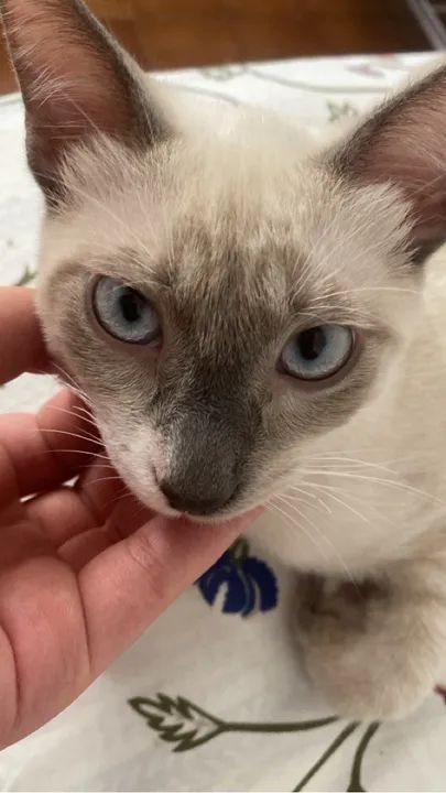 Gatinho Siamês disponível para adoção - Foto 2