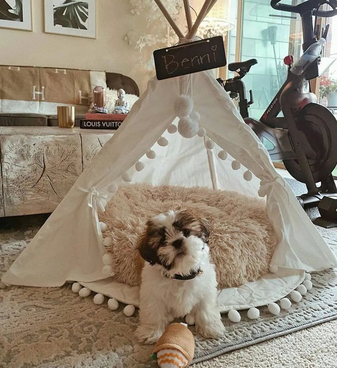 Filhotes de shitzu lindo 