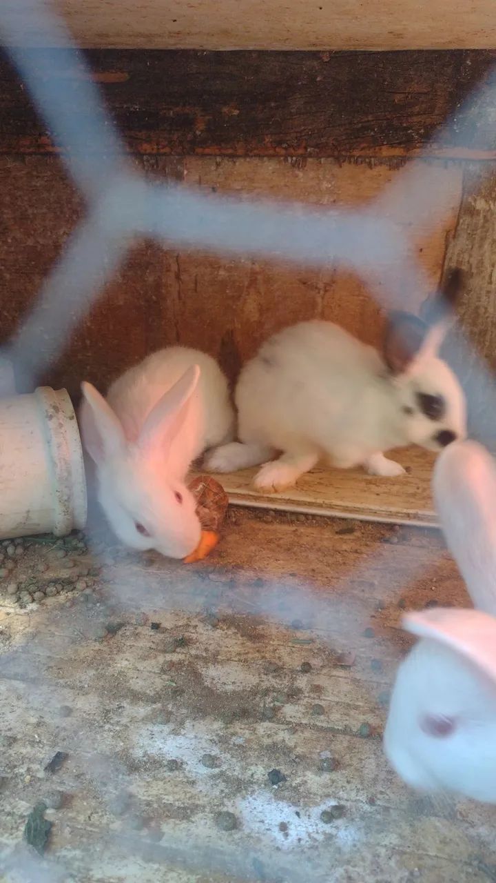 Coelhos - Foto 4