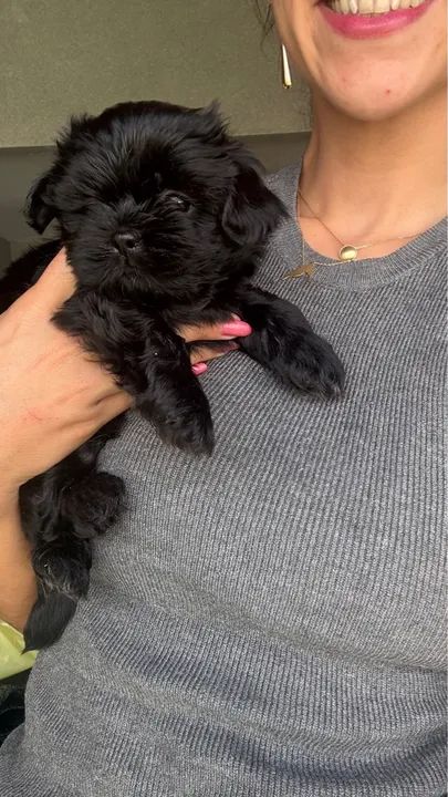 Shitzu fêmea - país com pedigree