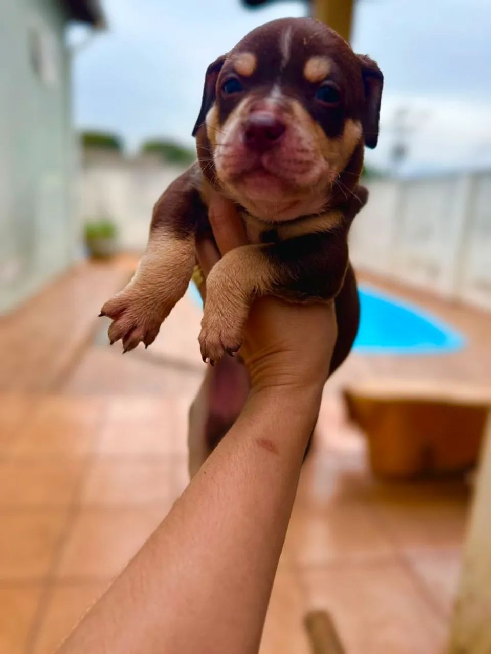 American Bully - Foto 5