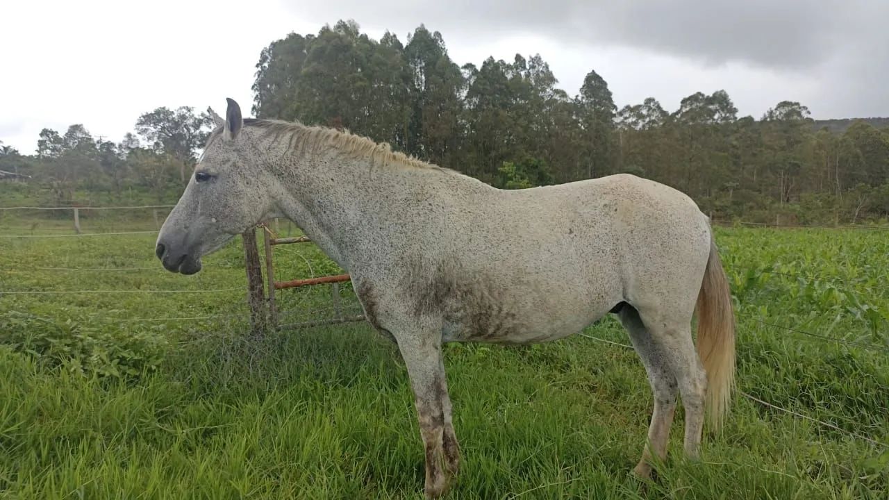 Manga larga marchador - Foto 3