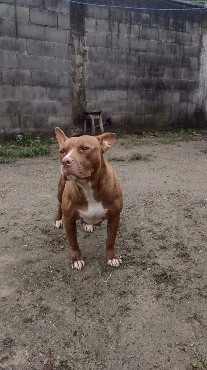 Doação de Pit monster 