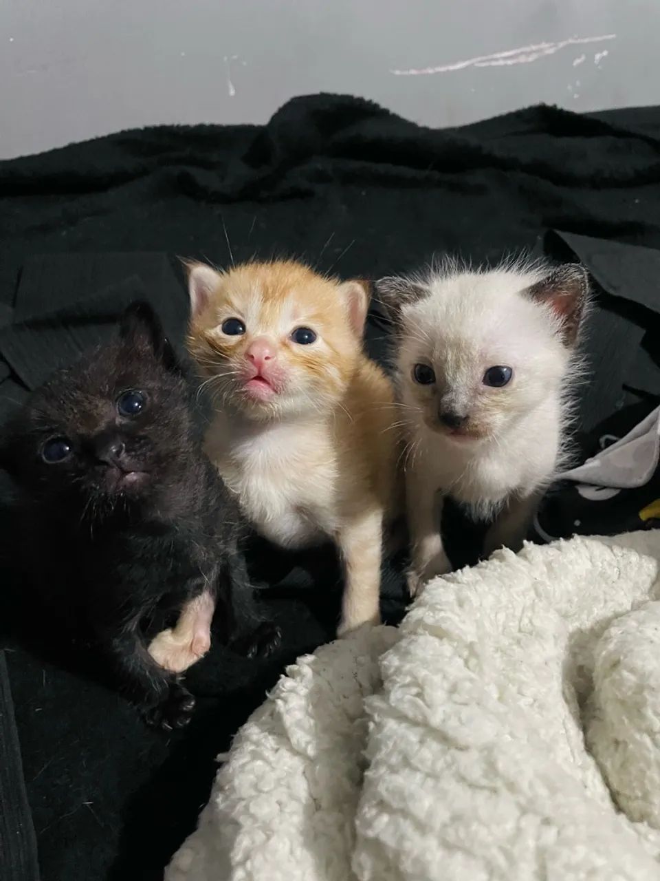 gatinhos