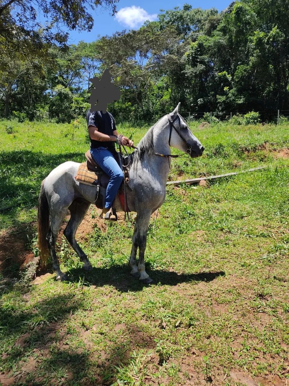 Vendo cavalo de marcha batida - Foto 3