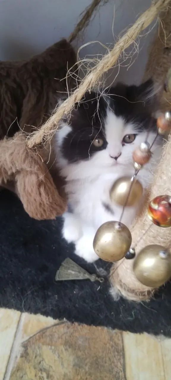 Persas Dollface Americanos  - Foto 6