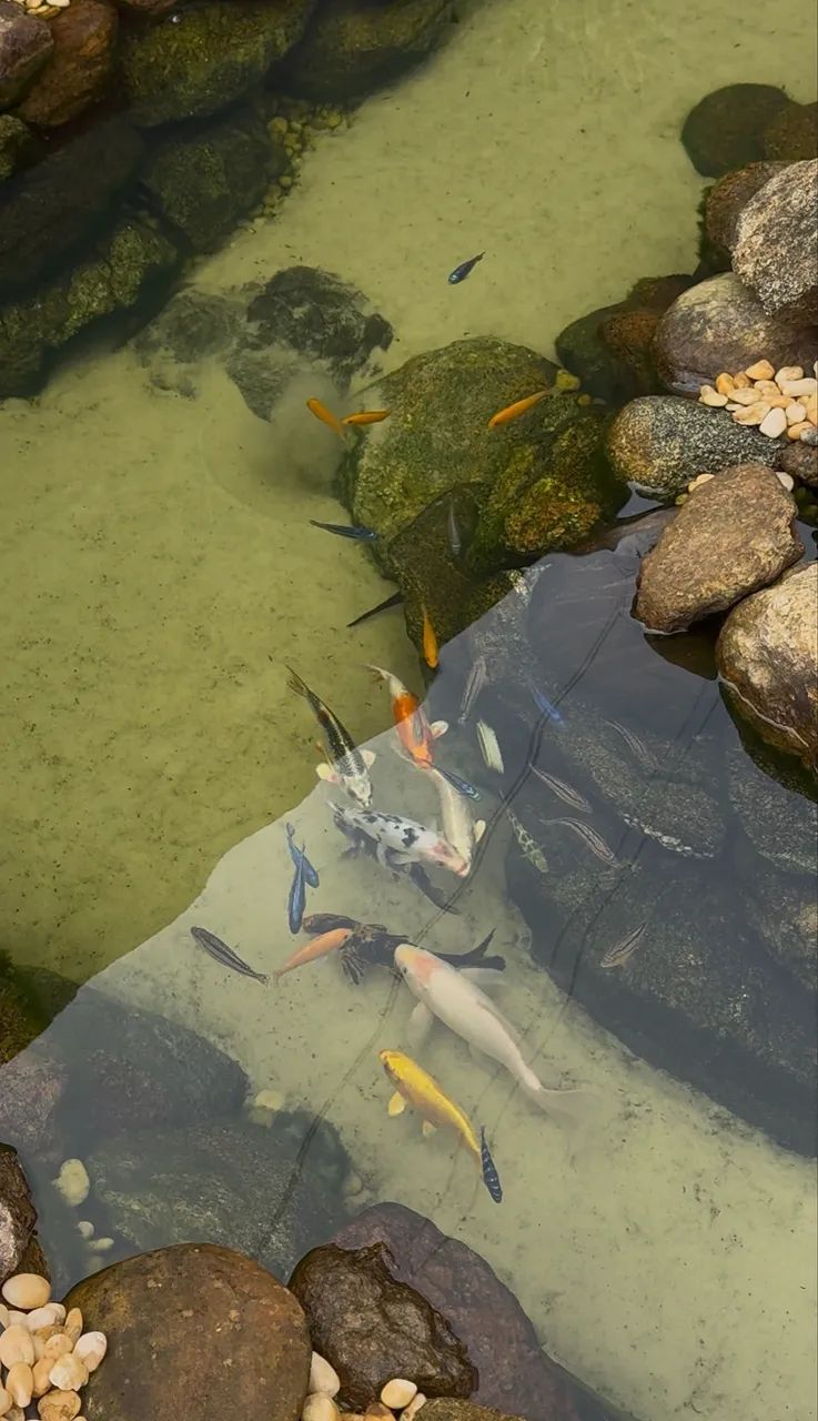 EXCELENTE CHÁCARA EM SANTA TERESA!!! - Foto 10