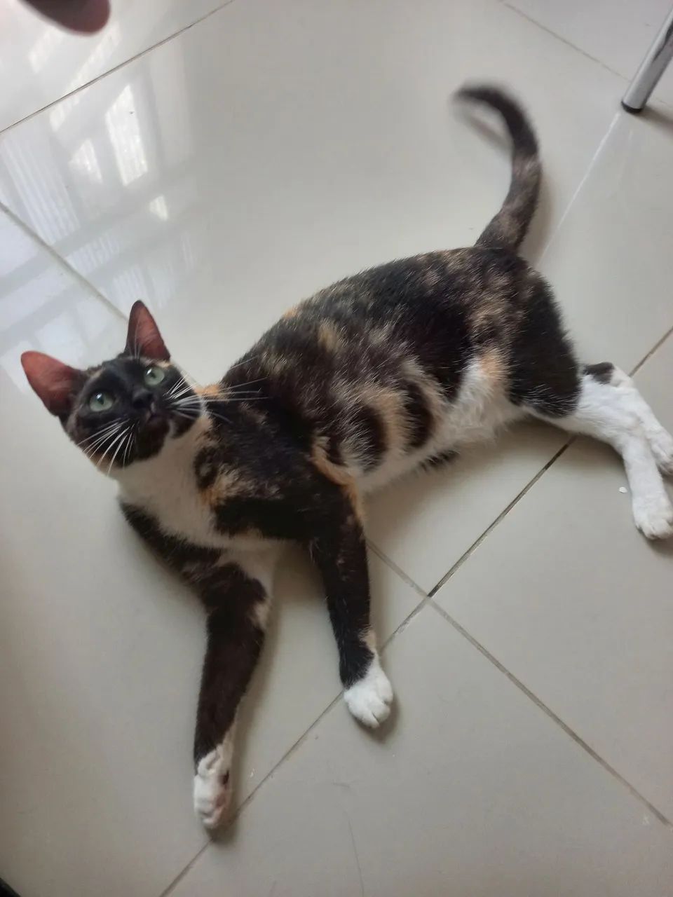 Gatinha Castrada para Doação. - Foto 2