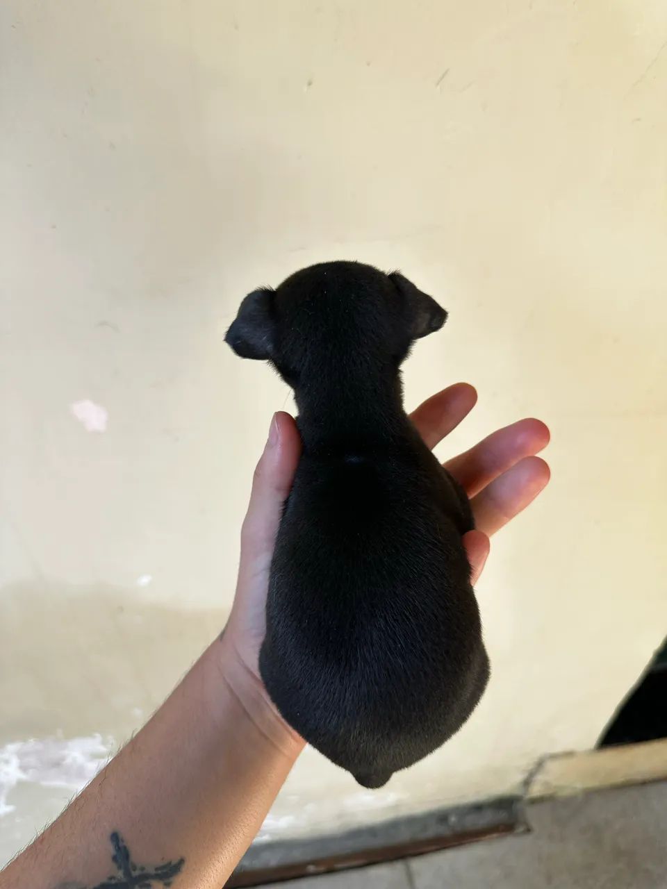 Pinscher 1 macho  - Foto 4