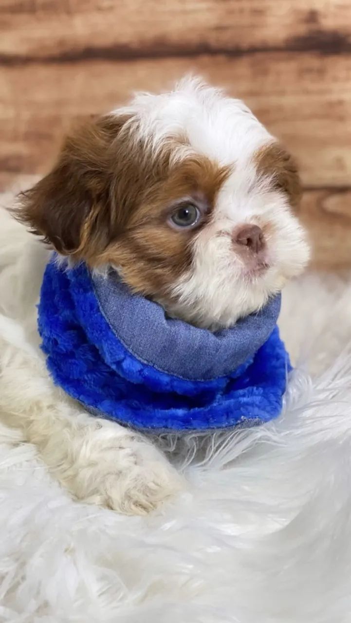 Shihtzu miniaturas  - Foto 4