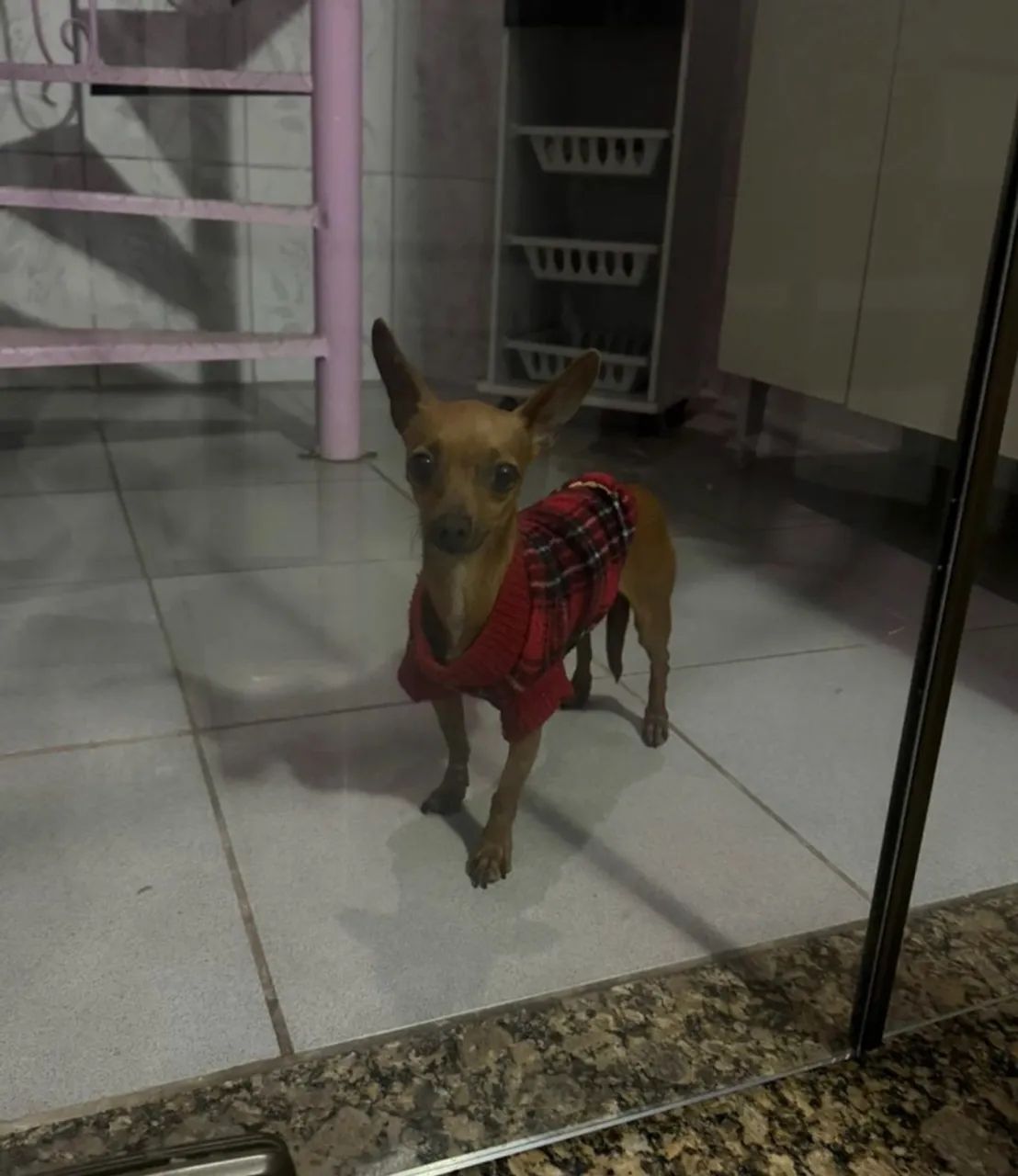 pinscher  - Foto 2