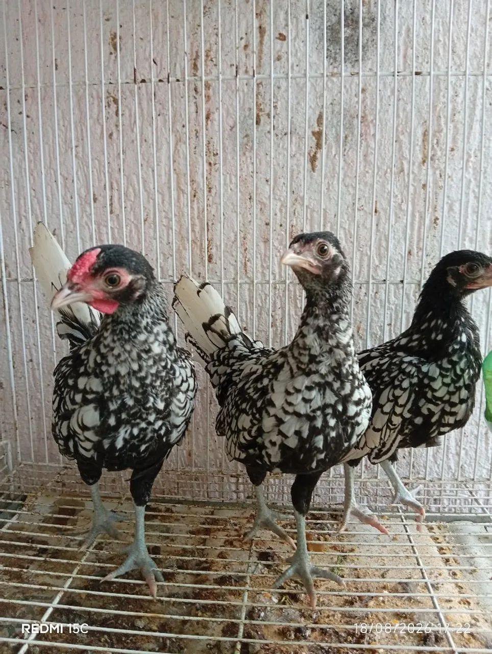 Galinha Sebright Prateada 
