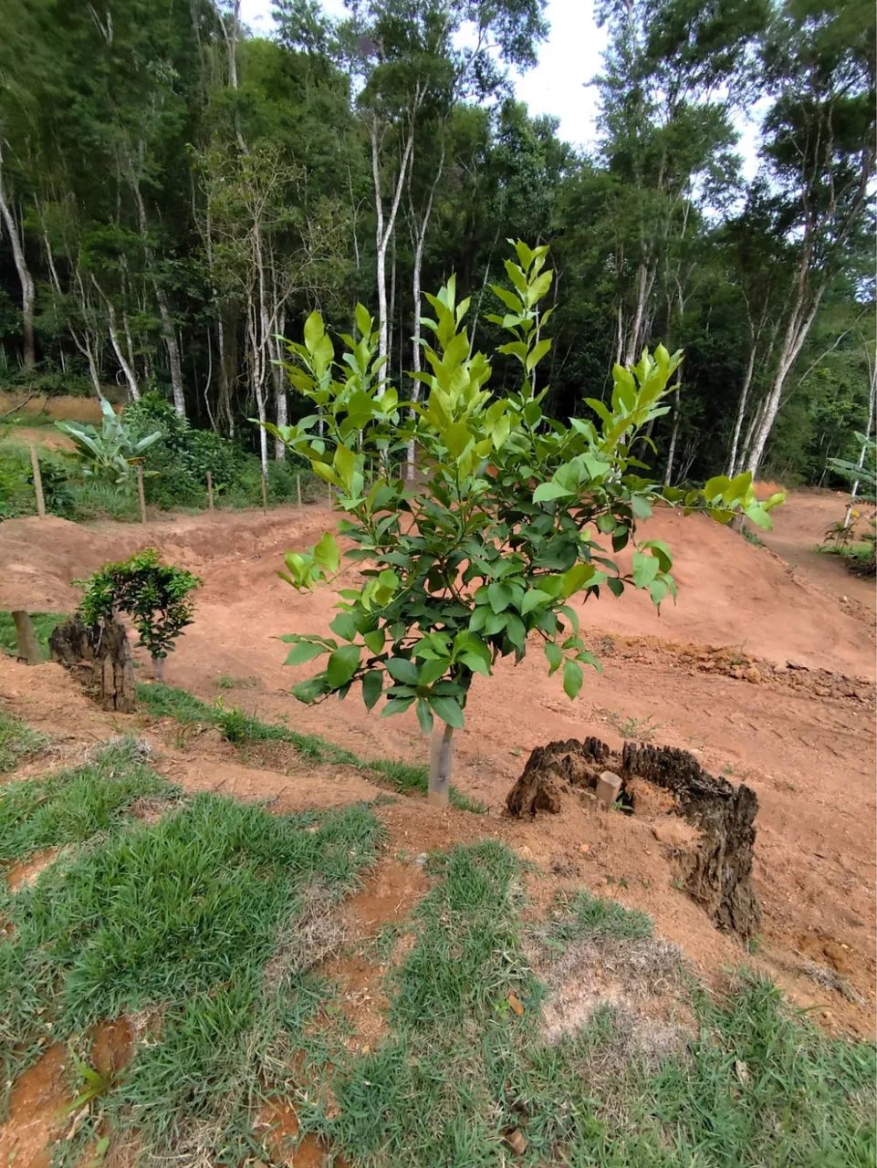 Chácara Marechal Floriano - Domingos Martins  - Foto 5